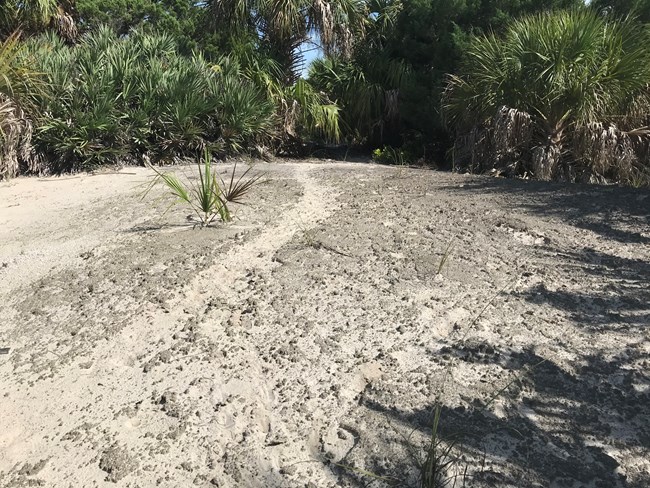 dune with surrounding bushes