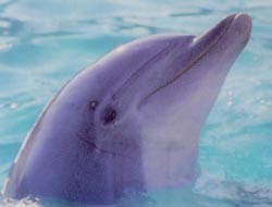 dolphin