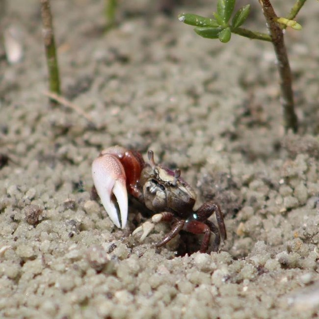 Fiddler Crab surrounded by sand and once small plant