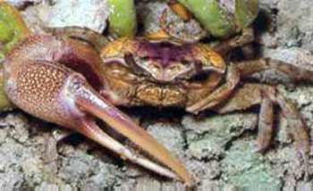 Fiddler Crab Fiddler Crab