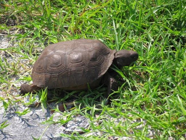 Gopher tortoise crawling through green grass. Gopher tortoise crawling through green grass.