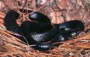 The shiny, black Eastern Indigo Snake is the largest native snake in North America.