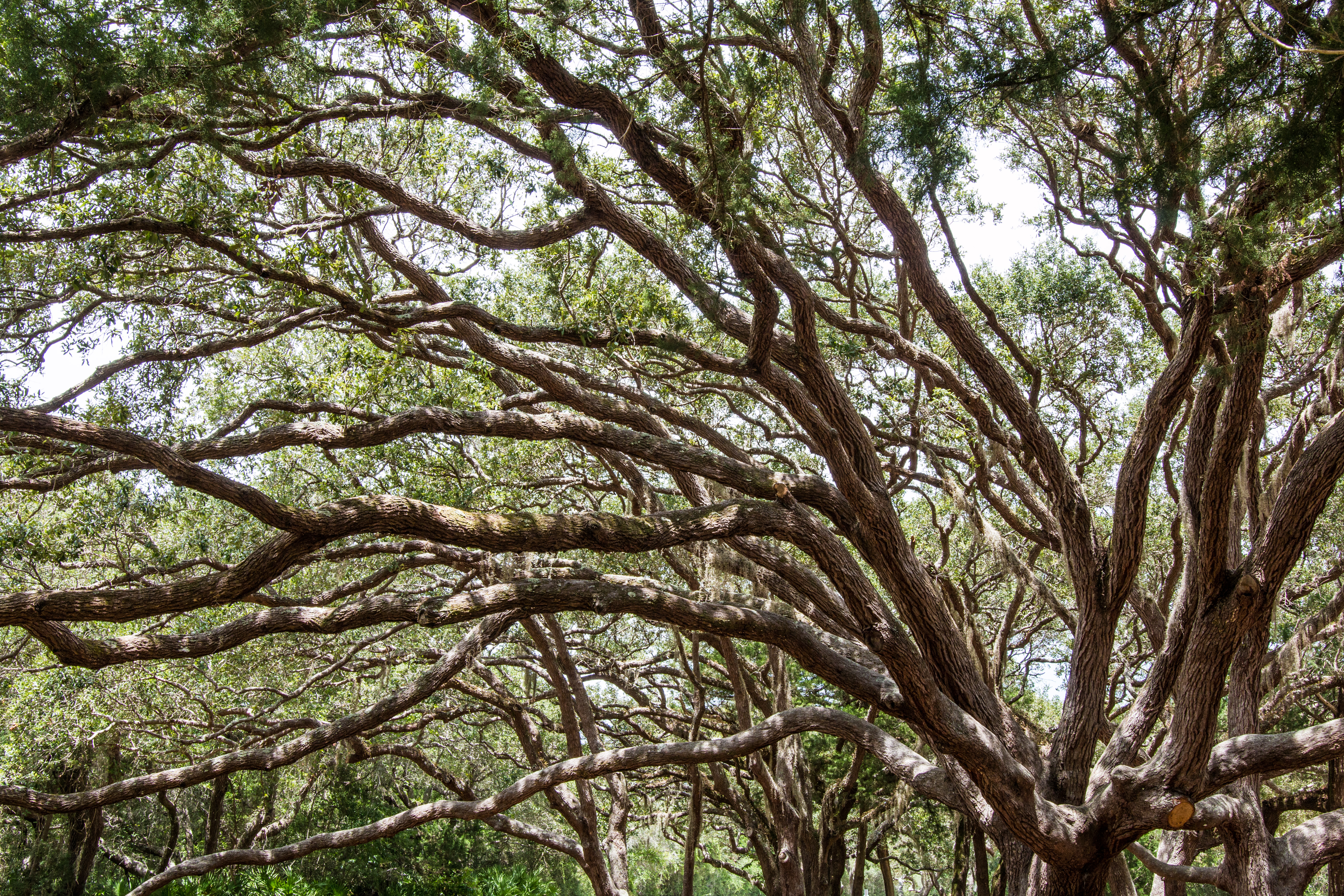 Spanish moss is iconic and popular on Lowcountry trees. But it's