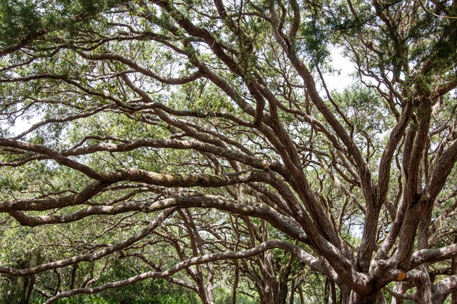 Live Oak Trees