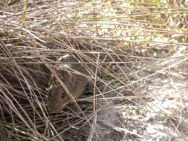 Marsh rice rat peeks out from tufts of dry grass. Marsh rice rat peeks out from tufts of dry grass.