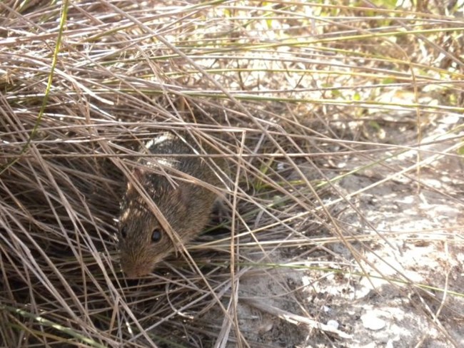 Marsh rice rat peeks out from tufts of dry grass.