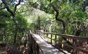 Explore the maritime forest on the half-mile nature trail. Explore the maritime forest on the half-mile nature trail.
