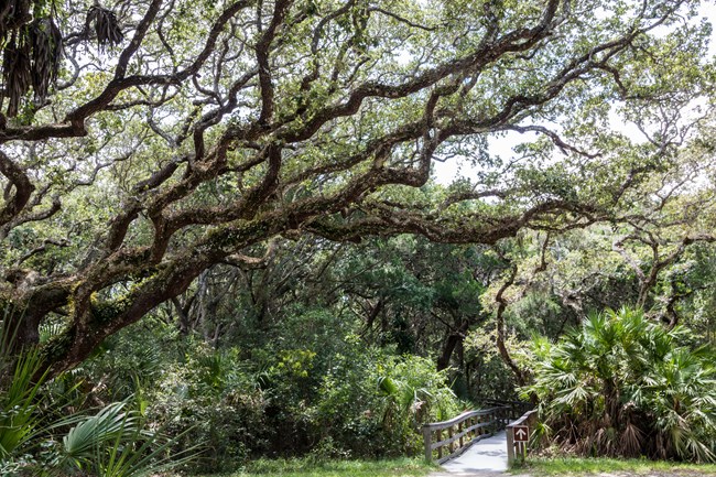 Oaks & Trail