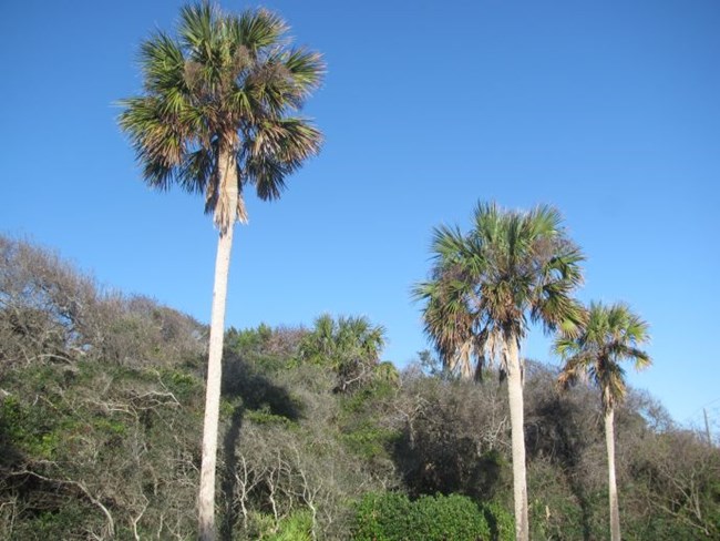 sabal palms-688