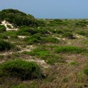The scrub is a wild, windblown tangle of vegetation between the ocean dunes and the hammock forest.