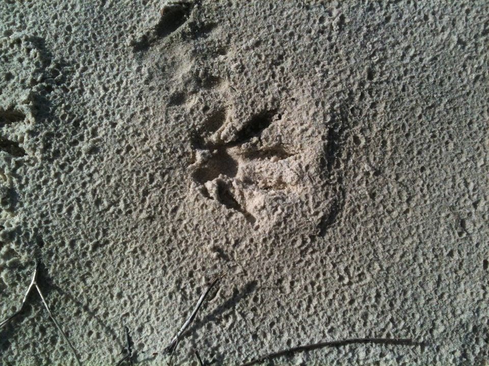 animal tracks