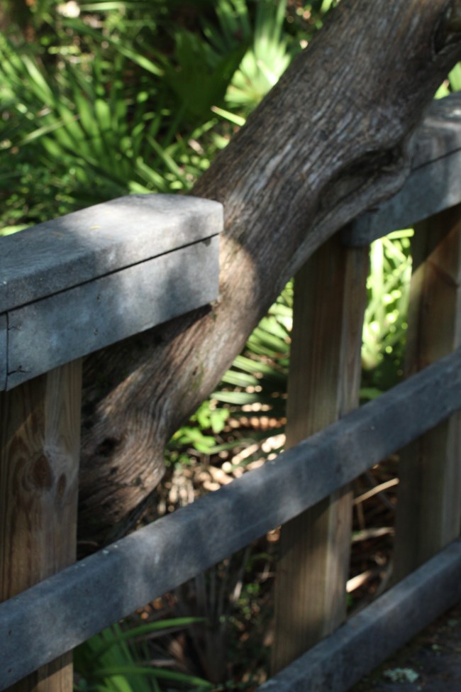 Trail railing built around a tree Trail Railing built around a tree