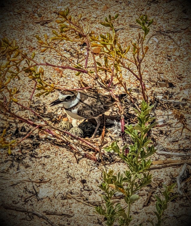 Bird standing over 3 eggs in the dunes