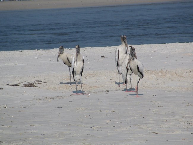 Five wood storks walking on the beach