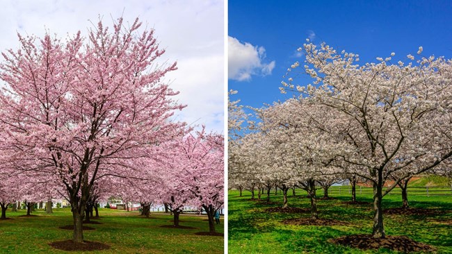 East Cherry Blossom Grove (right) and West Cherry Blossom Grove (left)