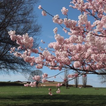 Cherry blossom branches fanned over a view of the historic star fort