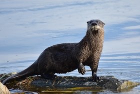 River otter standing on a semi-submerged rock
