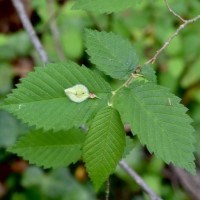 Leaves of an American Elm tree.