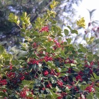 Leaves and berries of an American Holly tree.