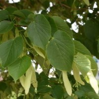 Leaves of an American Linden.