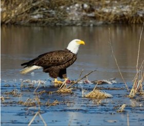 Bald Eagle standing over prey with talons in water