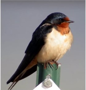 Barn Swallow perched atop of a sign
