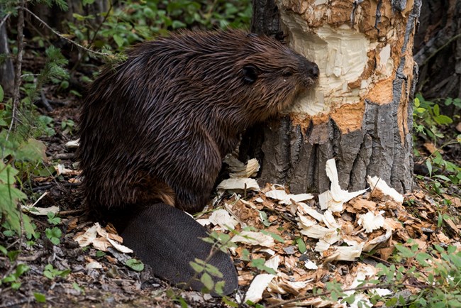 Beavers surrounded by wood chips, chewing on a tree