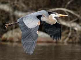 Blue Heron flying over water