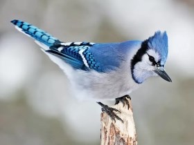 Tiny Blue Jay perched on a branch