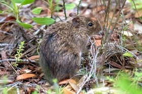 A Brown Rat sits among leaves and sticks on the ground.