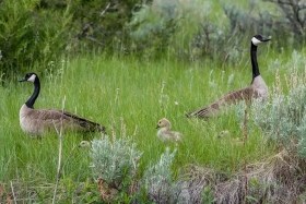 Geese parents and their three young goslings