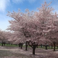 Cherry blossom grove near peak bloom