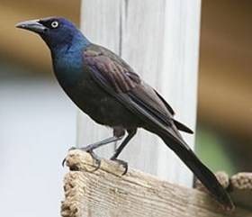 Common Grackle