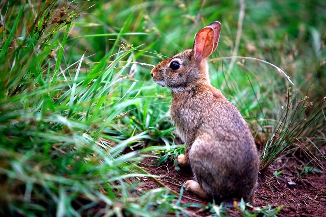 Eastern Cottontail observing its surroundings in a grassy area