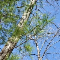 Eastern White Pine tree