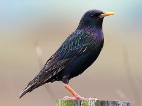 European Starling