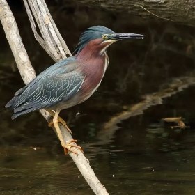 Green Heron perches on a branch near the water