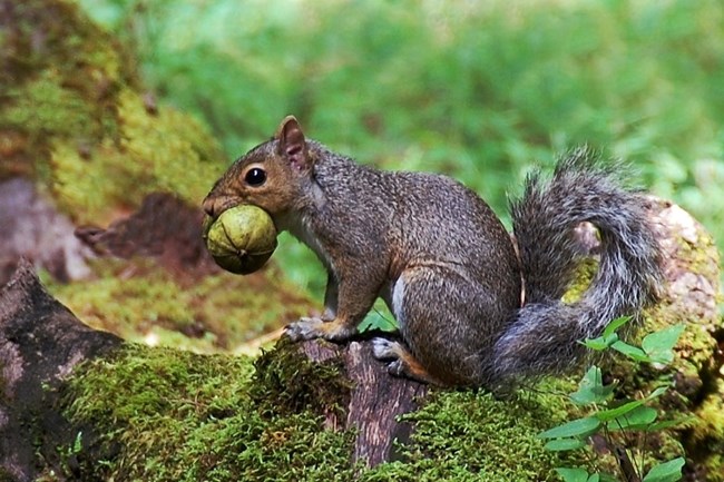 Grey Squirrel holding a hickory nut in its mouth
