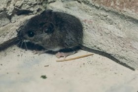 A house mouse in a brick corner