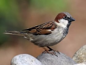 Tiny House Sparrow perched on a rock