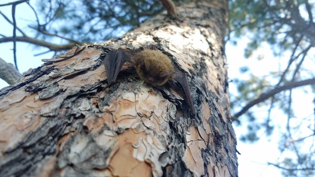 Little Brown Bat clinging onto a tree