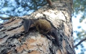 Little Brown Bat clinging to a tree