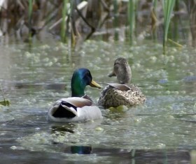 Mallard Duck couple swimming with each other (brown and tan = female, green head = male)