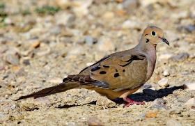 Mourning Dove walking on gravel rocks