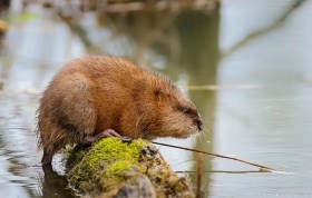 A muskrat resting on a partially submerged log