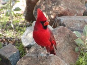 a small red Northern Cardinal with a mohawk perched on a rock