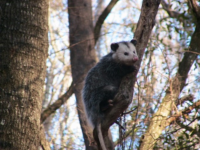 A Opossum just hanging around in a tree