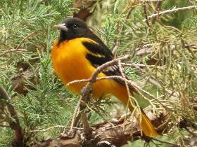 Orange and black Baltimore Orioles perched in a tree