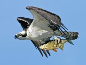 Osprey mid flight and capture of its prey a fish