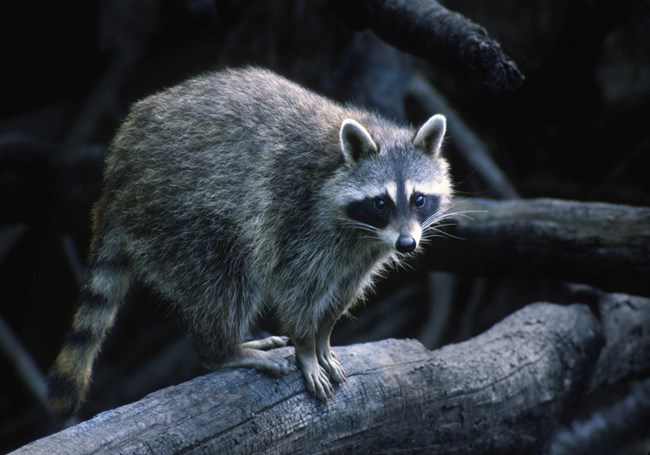 A Raccoon chilling on a log